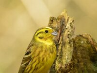 Emberiza citrinella 46, Geelgors, Saxifraga-Theo Verstrael
