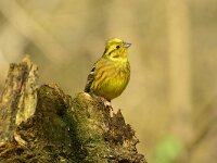 Emberiza citrinella 47, Geelgors, Saxifraga-Theo Verstrael