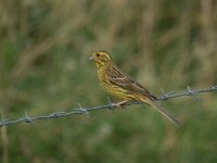 Emberiza citrinella 49, Geelgors, Saxifraga-Henk Sierdsema