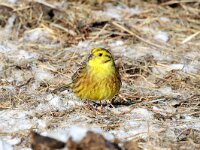Emberiza citrinella 51, Geelgors, Saxifrag-Henk Baptist