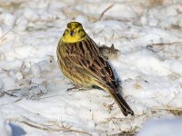 Emberiza citrinella 53, Geelgors, Saxifrag-Henk Baptist