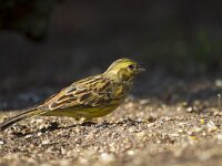 Emberiza citrinella 57, Geelgors, Saxifraga-Jan Nijendijk