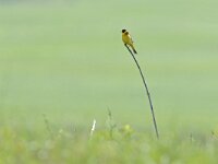 Emberiza melanocephala 15, Zwartkopgors, Saxifraga-Tom Heijnen