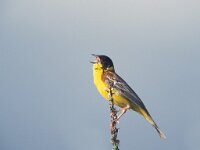 Emberiza melanocephala 6, Zwartkopgors, male, Saxifraga-Arie de Knijff