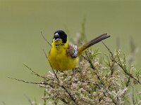 Emberiza melanocephala 8, Zwartkopgors, Saxifraga-Piet Munsterman