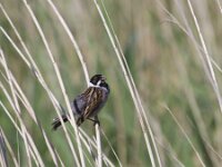 Emberiza schoeniclus 19, Rietgors, Saxifraga-Jan Nijendijk