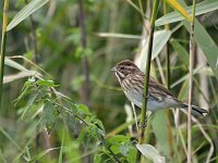 Emberiza schoeniclus 8, Rietgors, Saxifraga-Tom Heijnen