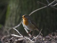 Erithacus rubecula 69, Roodborst, Saxifraga-Jan Nijendijk