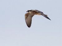 Falco biarmicus 1, Lannervalk, juvenile, Saxifraga-Mark Zekhuis