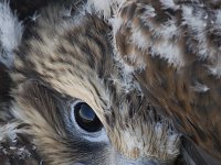 Falco cherrug 2, Sakervalk, juvenile, Saxifraga-Mark Zekhuis