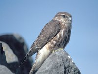 Falco columbarius 5, Smelleken, Saxifraga-Peter Meininger