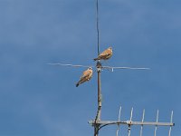 Falco naumanni 1, Kleine torenvalk, pair, Saxifraga-Martin Mollet