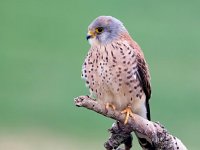 Falco naumanni 10, Kleine torenvalk, Saxifraga-Bart Vastenhouw