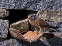 Falco naumanni 11, Kleine torenvalk, male, Saxifraga-Arie de Knijff