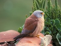 Falco naumanni 12, Kleine torenvalk, male, Saxifraga-Arie de Knijff