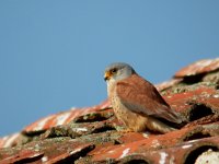 Falco naumanni 13, Kleine torenvalk, male, Saxifraga-Joerg Mager