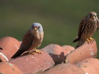 Falco naumanni 14, Kleine torenvalk, pair, Saxifraga-Arie de Knijff