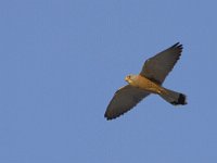 Falco naumanni 16, Kleine torenvalk, Saxifraga-Mark Zekhuis