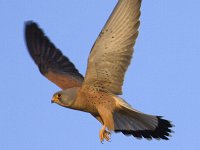 Falco naumanni 19, Kleine torenvalk, Saxifraga-Mark Zekhuis