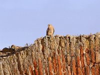 Falco naumanni 21, Kleine torenvalk, Saxifraga-Bart Vastenhouw