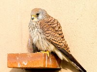 Falco naumanni 23, Kleine torenvalk, Saxifraga-Bart Vastenhouw