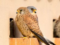 Falco naumanni 24, Kleine torenvalk, Saxifraga-Bart Vastenhouw