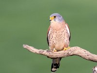 Falco naumanni 26, Kleine torenvalk, Saxifraga-Bart Vastenhouw