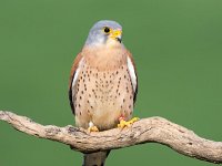 Falco naumanni 27, Kleine torenvalk, Saxifraga-Bart Vastenhouw
