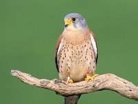 Falco naumanni 28, Kleine torenvalk, Saxifraga-Bart Vastenhouw