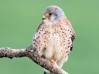 Falco naumanni 29, Kleine torenvalk, Saxifraga-Bart Vastenhouw