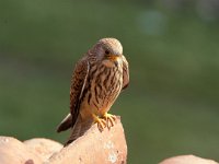 Falco naumanni 3, Kleine torenvalk, female, Saxifraga-Arie de Knijff