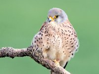 Falco naumanni 30, Kleine torenvalk, Saxifraga-Bart Vastenhouw