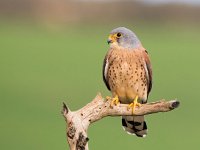 Falco naumanni 31, Kleine torenvalk, Saxifraga-Bart Vastenhouw
