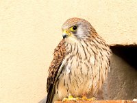 Falco naumanni 36, Kleine torenvalk, Saxifraga-Bart Vastenhouw