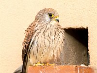Falco naumanni 37, Kleine torenvalk, Saxifraga-Bart Vastenhouw