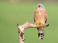 Falco naumanni 38, Kleine torenvalk, Saxifraga-Bart Vastenhouw