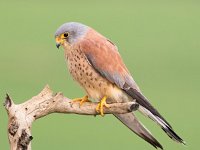Falco naumanni 39, Kleine torenvalk, Saxifraga-Bart Vastenhouw