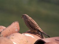 Falco naumanni 4, Kleine torenvalk, female, Saxifraga-Arie de Knijff