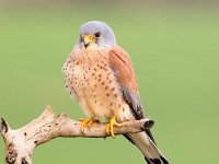 Falco naumanni 41, Kleine torenvalk, Saxifraga-Bart Vastenhouw