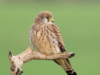 Falco naumanni 45, Kleine torenvalk, Saxifraga-Bart Vastenhouw