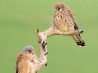 Falco naumanni 46, Kleine torenvalk, Saxifraga-Bart Vastenhouw