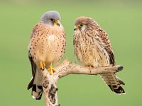 Falco naumanni 47, Kleine torenvalk, Saxifraga-Bart Vastenhouw