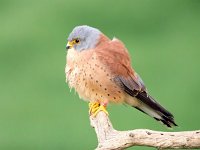 Falco naumanni 49, Kleine torenvalk, Saxifraga-Bart Vastenhouw