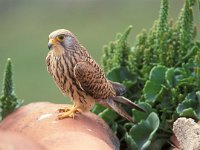 Falco naumanni 5, Kleine torenvalk, female, Saxifraga-Arie de Knijff