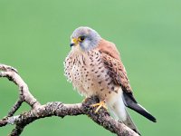 Falco naumanni 50, Kleine torenvalk, Saxifraga-Bart Vastenhouw