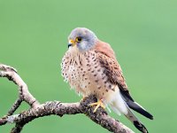 Falco naumanni 53, Kleine torenvalk, Saxifraga-Bart Vastenhouw