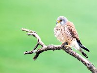 Falco naumanni 54, Kleine torenvalk, Saxifraga-Bart Vastenhouw