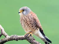 Falco naumanni 55, Kleine torenvalk, Saxifraga-Bart Vastenhouw