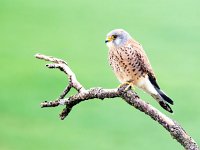 Falco naumanni 56, Kleine torenvalk, Saxifraga-Bart Vastenhouw