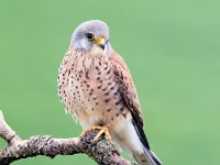 Falco naumanni 57, Kleine torenvalk, Saxifraga-Bart Vastenhouw